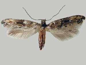 Epermenia albapunctella