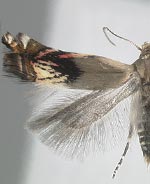 Calliprora leucaenae