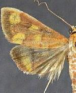 Pyrausta phoenicealis