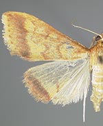 Hyalorista exuvialis
