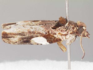 Cacocharis albimacula