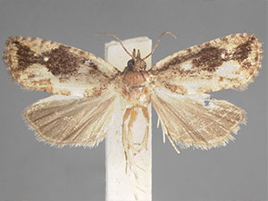 Gymnandrosoma orarum