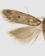Bryotropha gemella