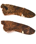 Acrolepiopsis heppneri