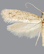 Acrolepiopsis leucoscia