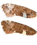 Acrolepiopsis reticulosa