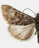 Orenaia arcticalis