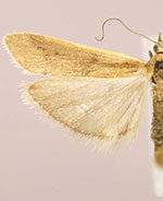 Ancylosis albipenella