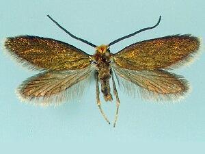 Epimartyria auricrinella