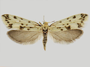 Greya punctiferella