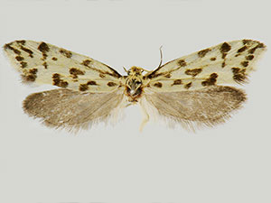 Greya punctiferella
