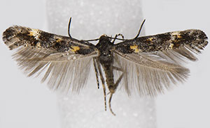 Mompha achlyognoma