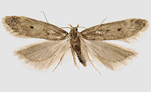 Bryotropha gemella