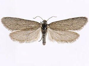 Pliniaca n. sp.