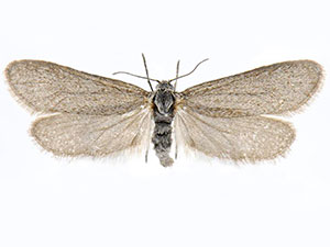 Pliniaca n. sp.
