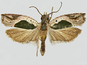 Ancylis virididorsana