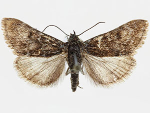 Orenaia arcticalis