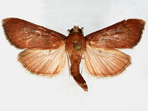 Sathria rufescens