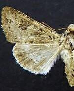 Anarta oaklandiae