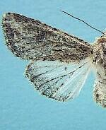Scotogramma fieldi