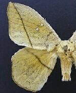 Lonomia electra
