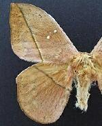 Lonomia electra