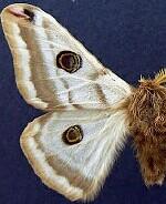 Agapema solita