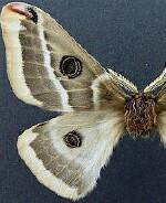Agapema solita