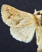 Clostera inornata