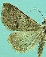 Hemeroplanis secundalis
