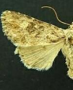 Aseptis genetrix
