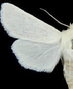 Copablepharon albisericea