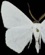 Sericoptera virginaria