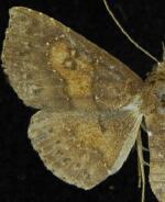 Antiblemma filaria