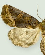 Homophoberia australis