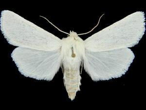 Copablepharon albisericea