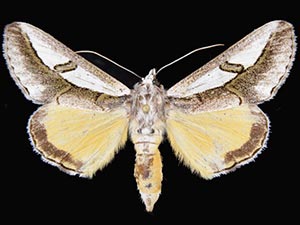 Euscirrhopterus poeyi