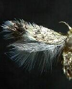 Stigmella pallida
