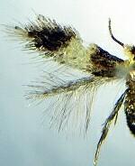 Nepticula macrocarpae