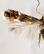 Stigmella procrastinella