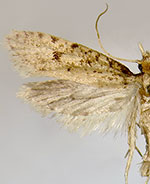 Amydria onagella