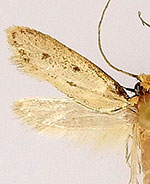 Eccritothrix guenterella