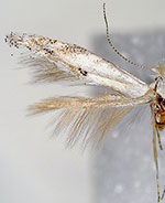 Bucculatrix salutatoria