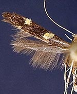 Caloptilia canadensisella