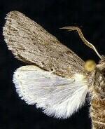 Supralathosea sp.