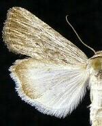 Catabena lineolata