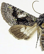 Behrensia conchiformis