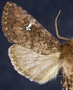 Lophoceramica artega