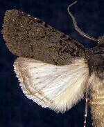 Euxoa velleripennis