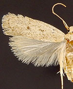 Glyphidocera dimorphella